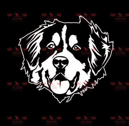 Berner Sennenhund 1