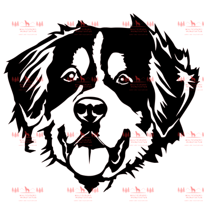 Berner Sennenhund 1