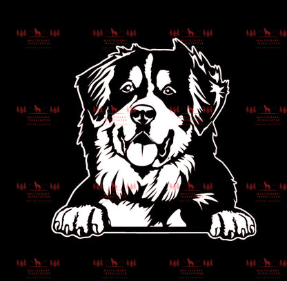 Berner Sennenhund 2