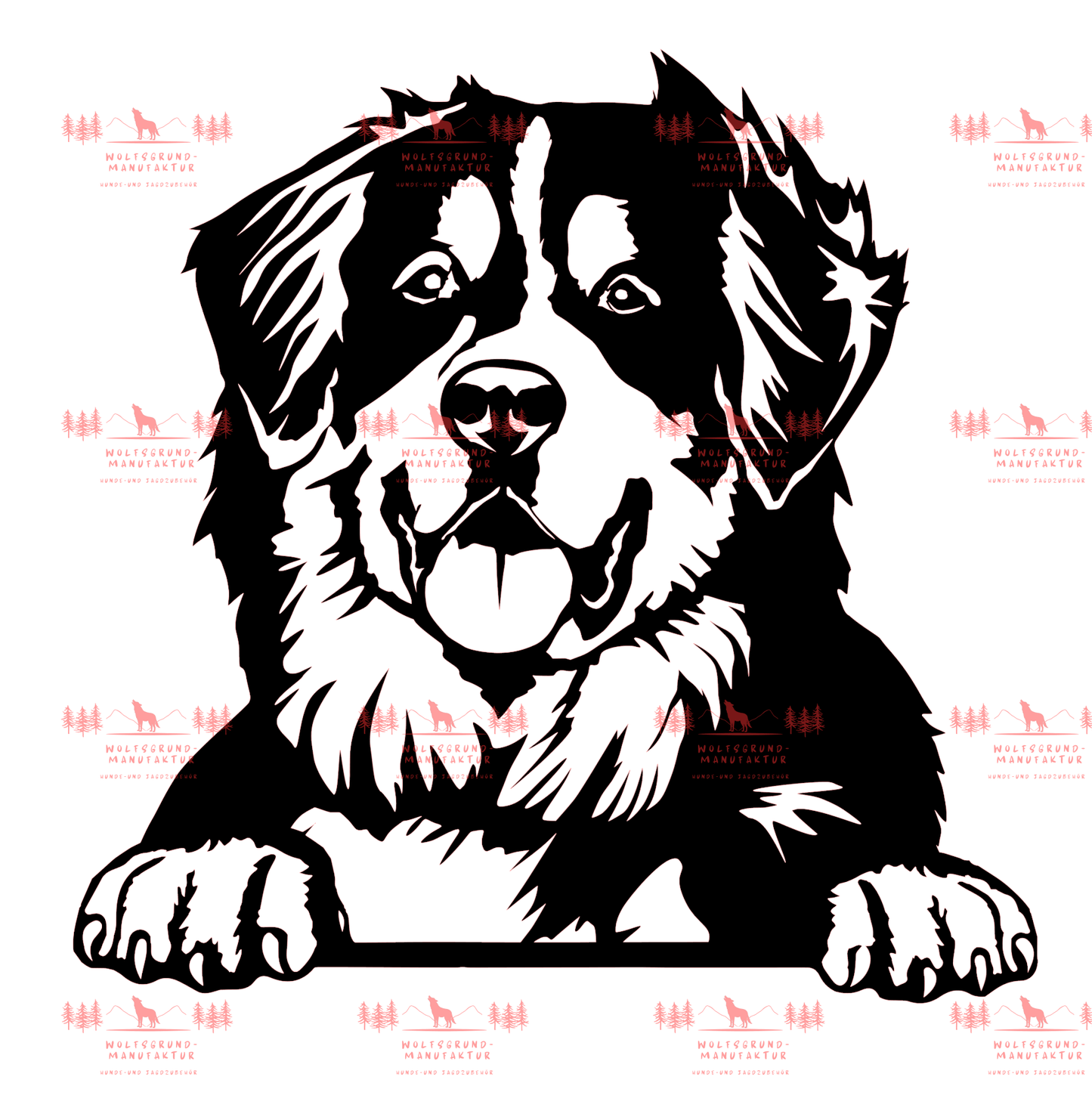 Berner Sennenhund 2