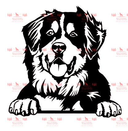 Berner Sennenhund 2