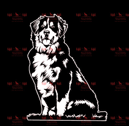 Berner Sennenhund 3