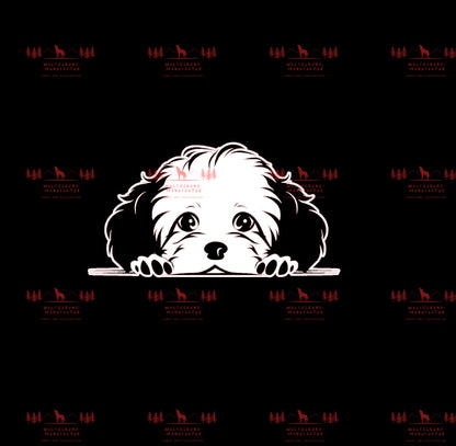 Bichon Frise