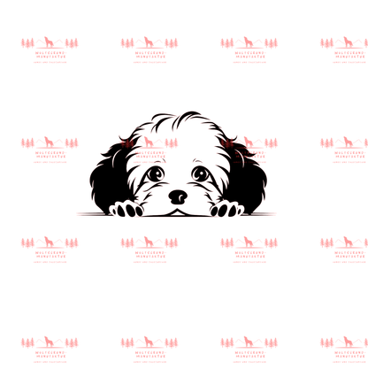 Bichon Frise