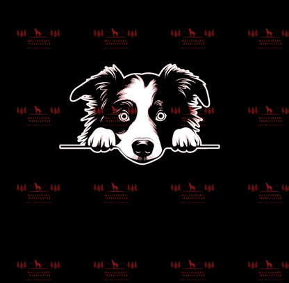 Border Collie 1
