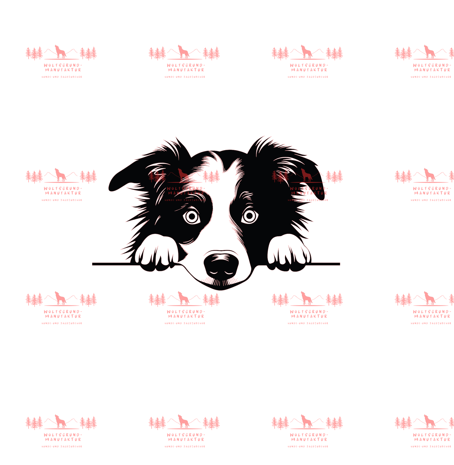 Border Collie 1