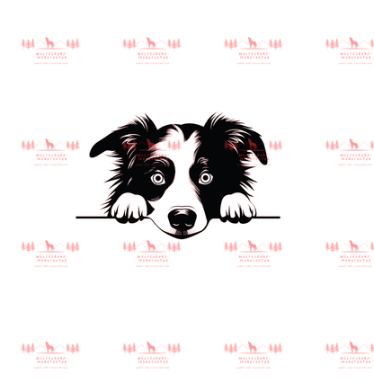 Border Collie 1