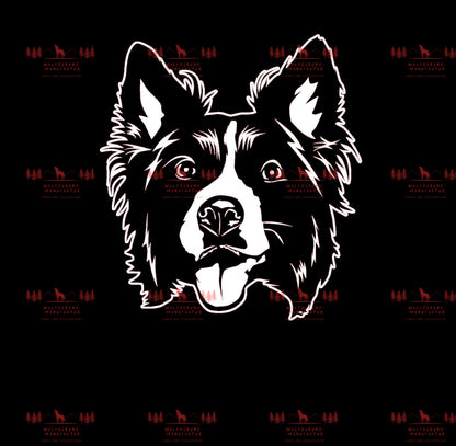 Border Collie 2