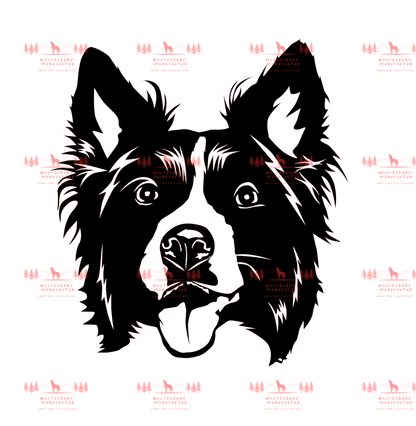 Border Collie 2