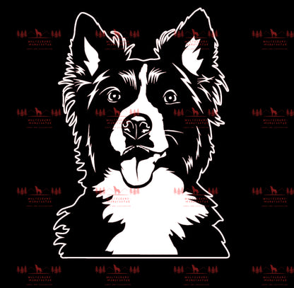 Border Collie 3