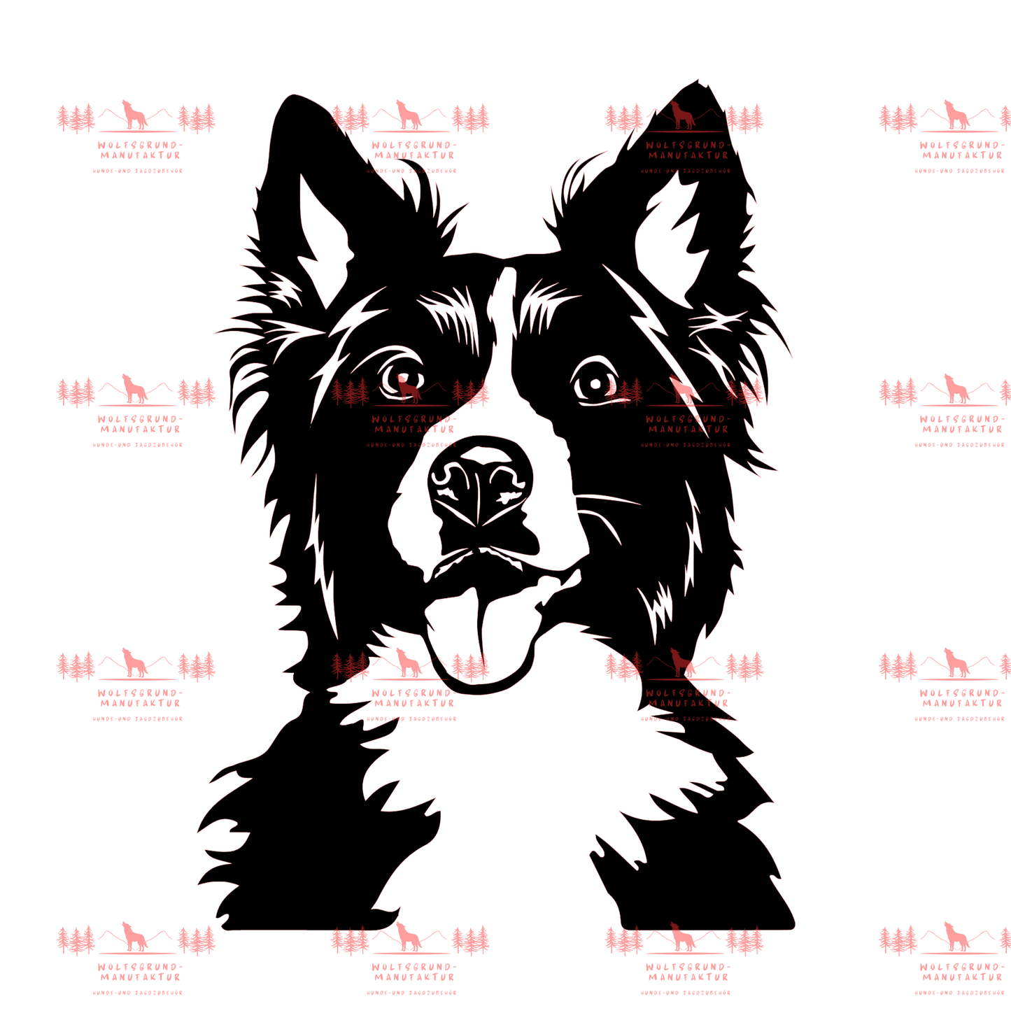Border Collie 3