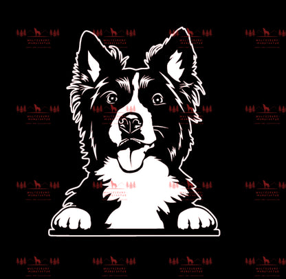 Border Collie 4