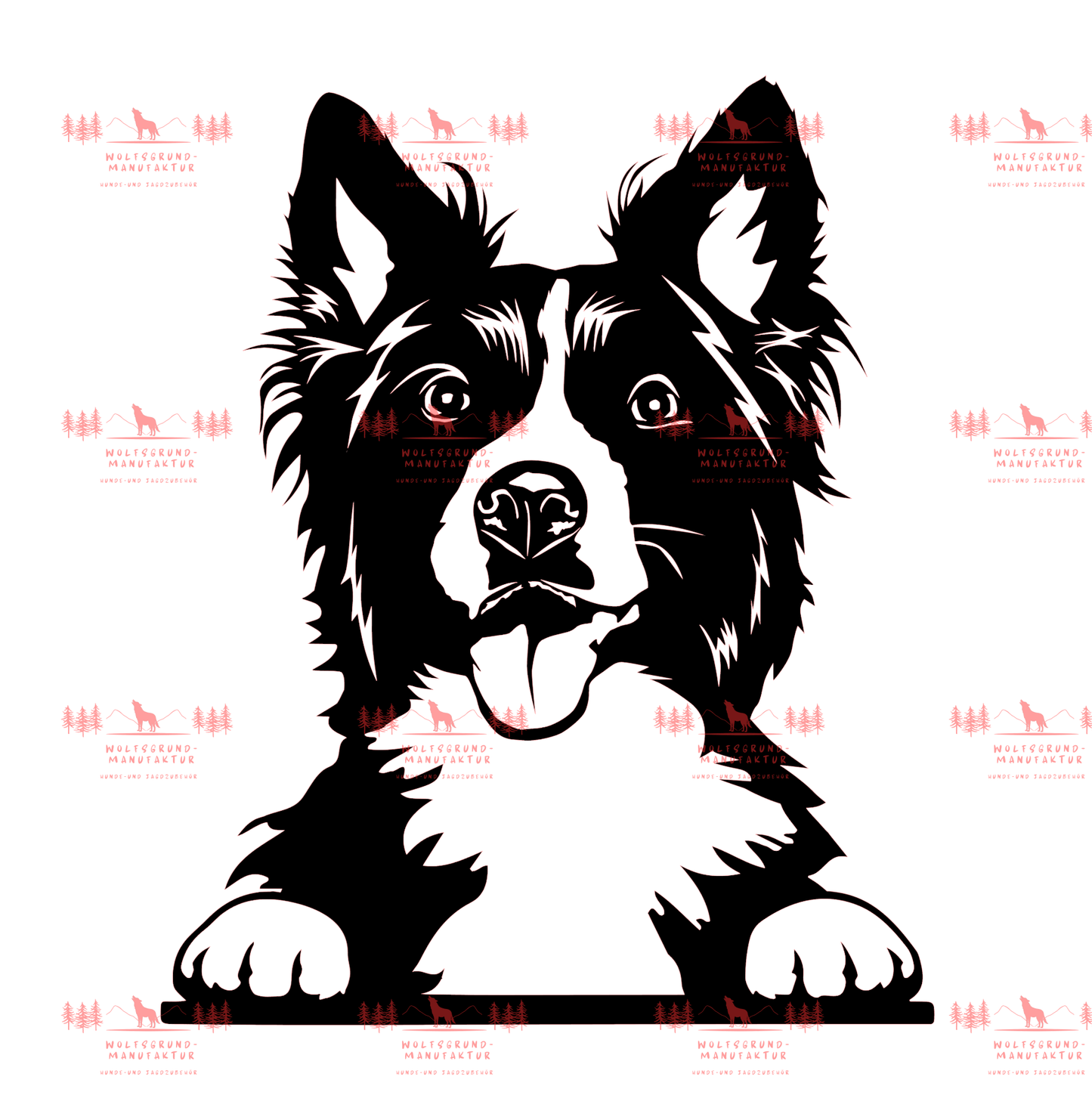 Border Collie 4