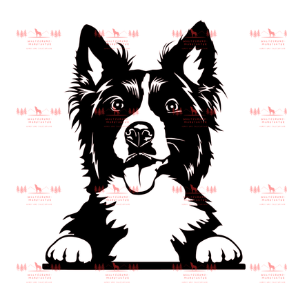 Border Collie 4