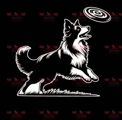 Border Collie Frisbee