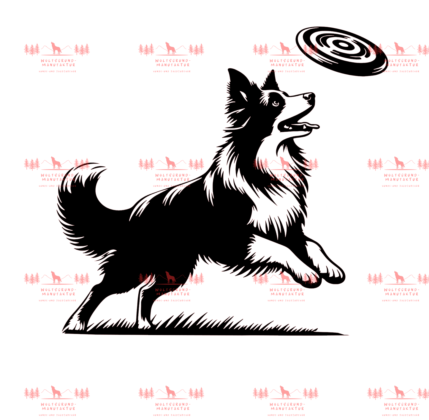 Border Collie Frisbee