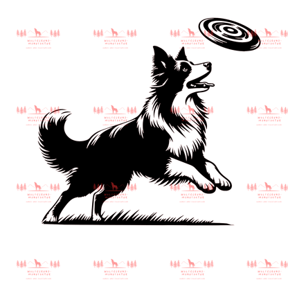 Border Collie Frisbee