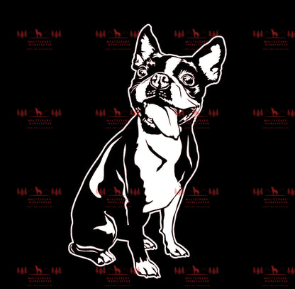 Boston Terrier 1