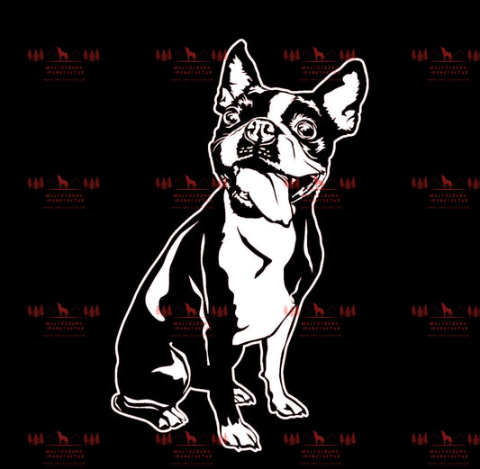 Boston Terrier 1