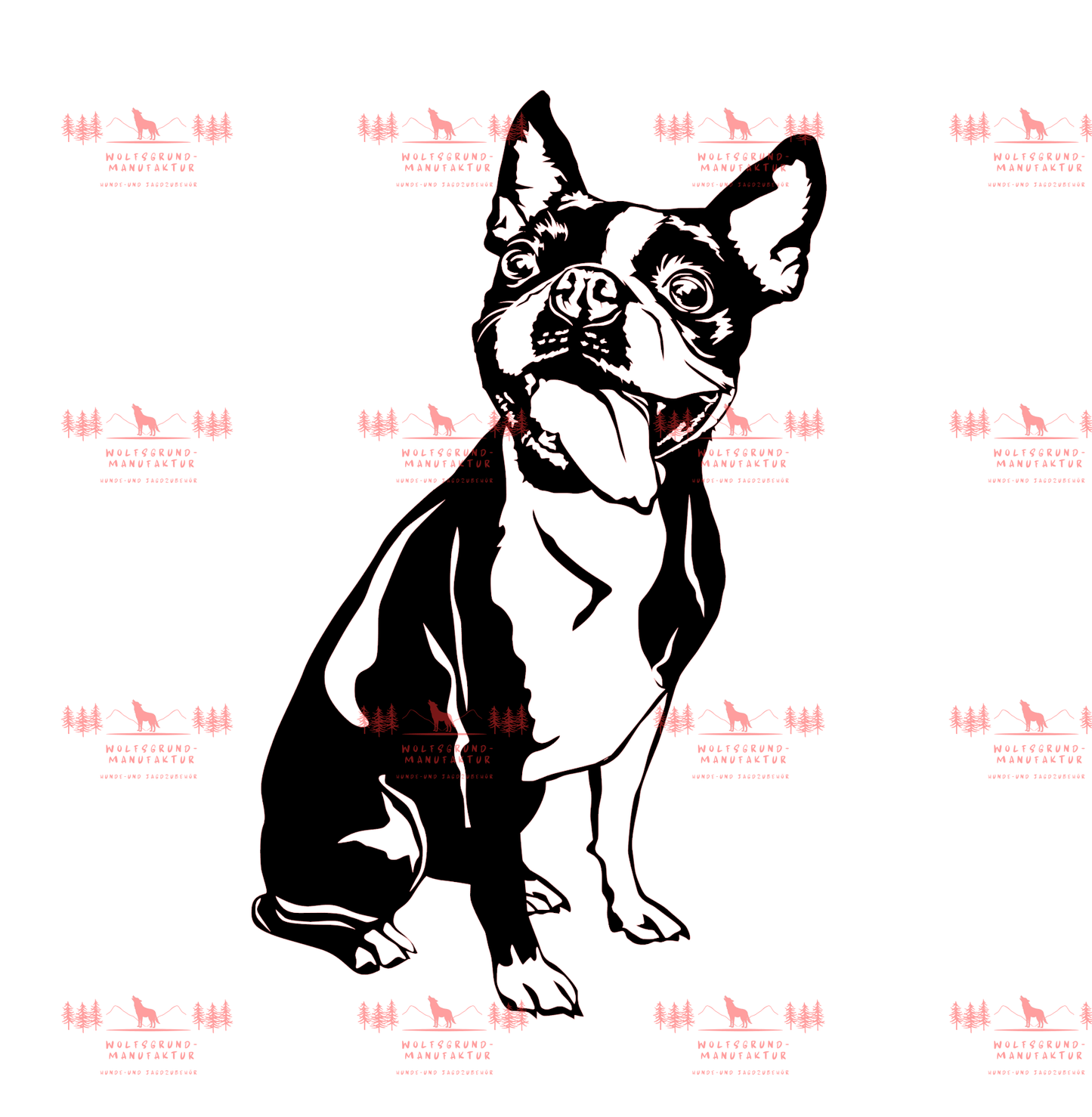 Boston Terrier 1