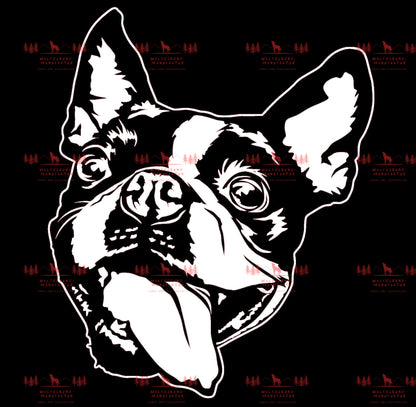 Boston Terrier 2