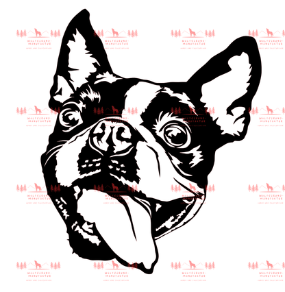 Boston Terrier 2