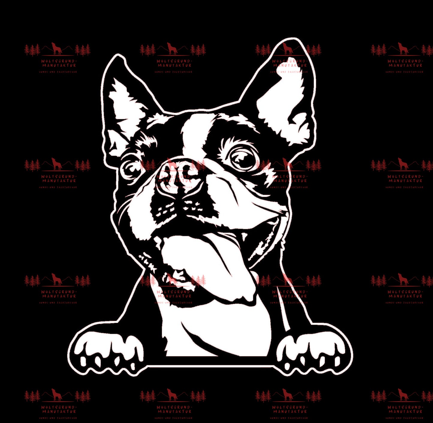 Boston Terrier 3