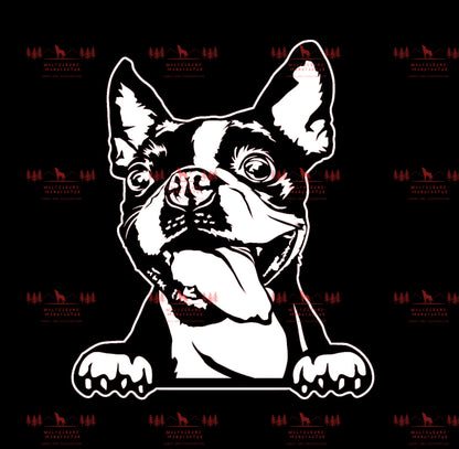 Boston Terrier 3