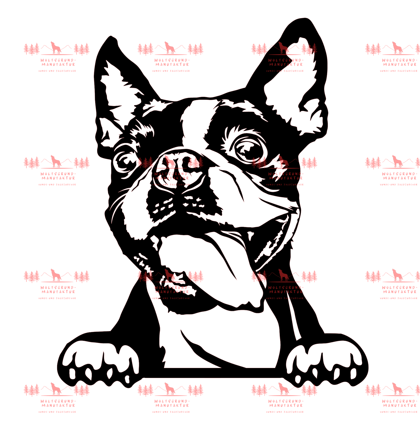 Boston Terrier 3