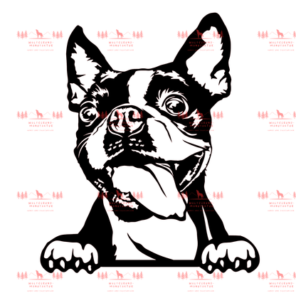 Boston Terrier 3