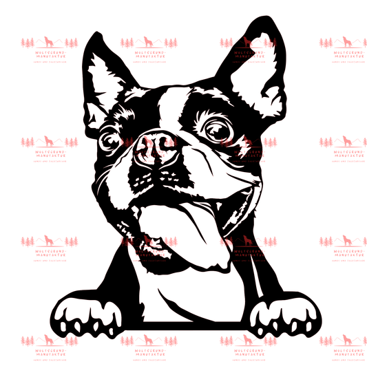 Boston Terrier 3