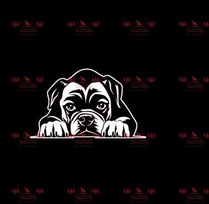 Boxer 1
