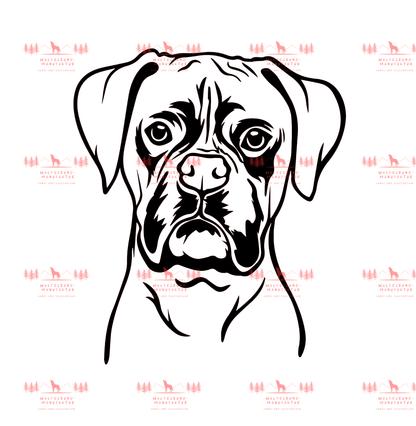 Boxer 3