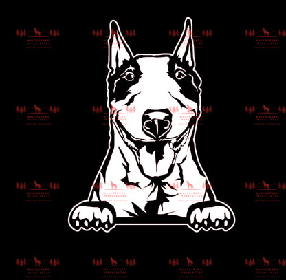 Bull Terrier 1