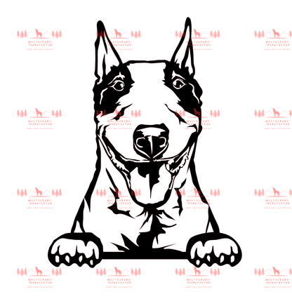 Bull Terrier 1