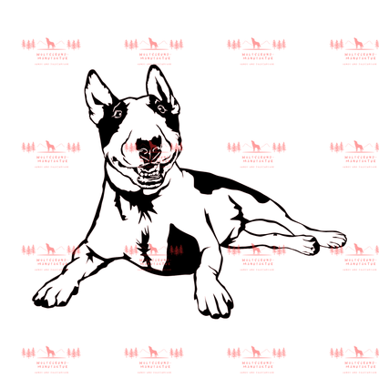 Bull Terrier 4