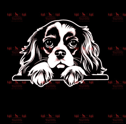 Cavalier King Charles Spaniel