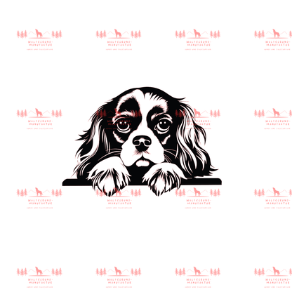Cavalier King Charles Spaniel