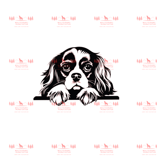 Cavalier King Charles Spaniel