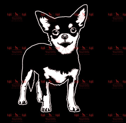 Chihuahua 1