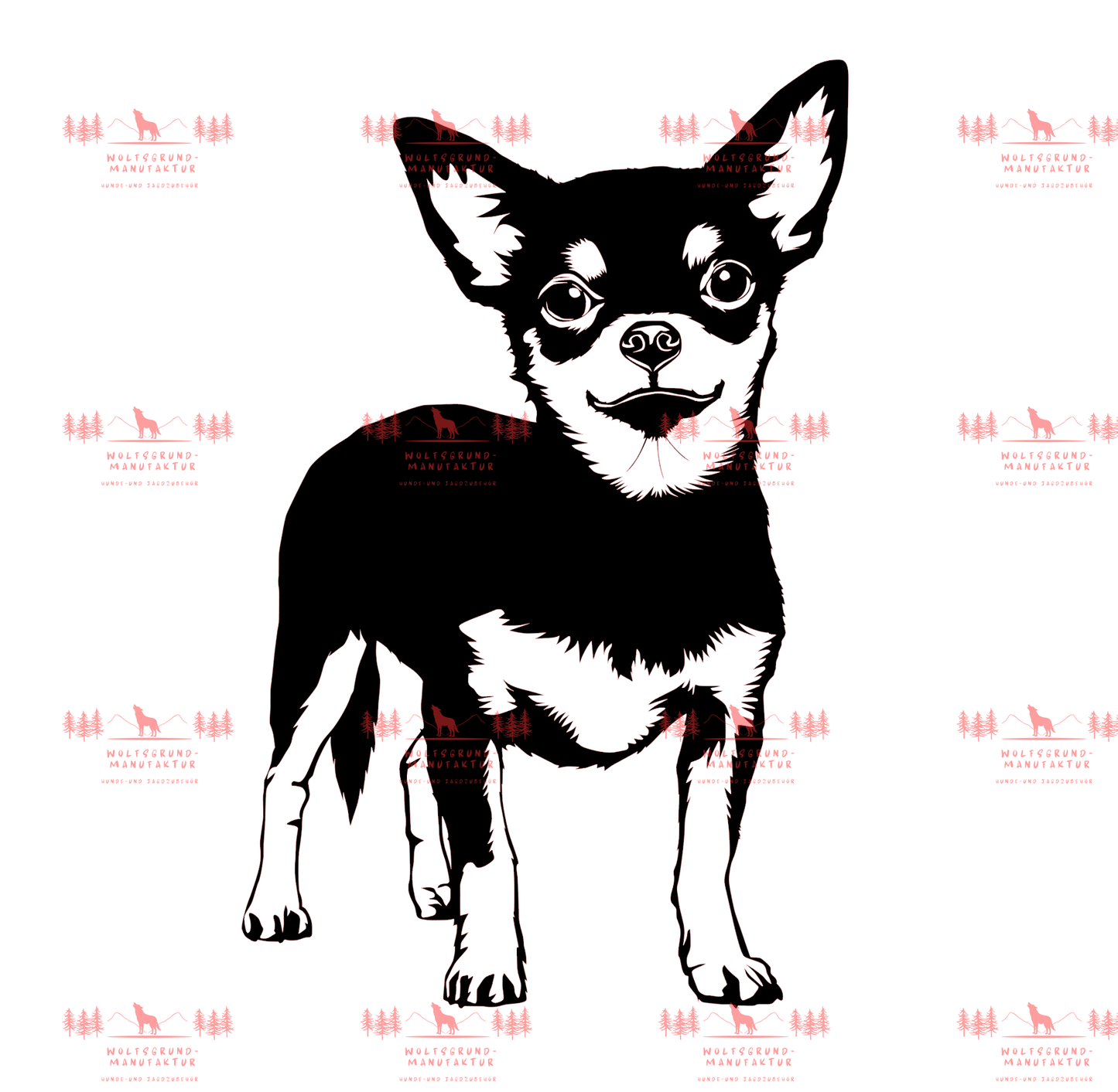 Chihuahua 1