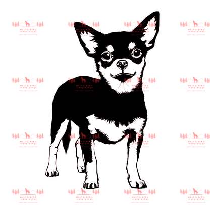 Chihuahua 1