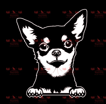 Chihuahua 2