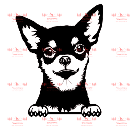 Chihuahua 2