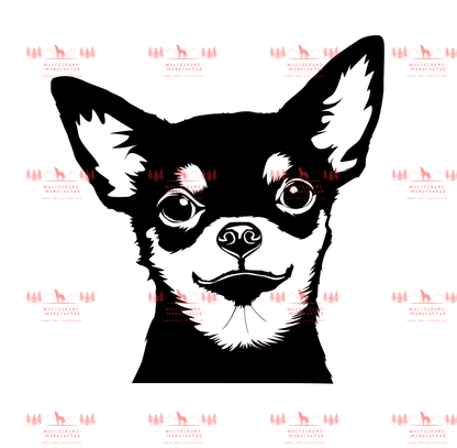 Chihuahua 3