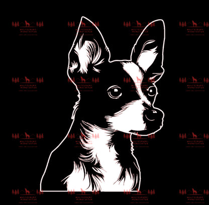 Chihuahua 4