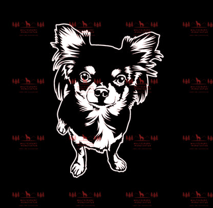 Chihuahua 5