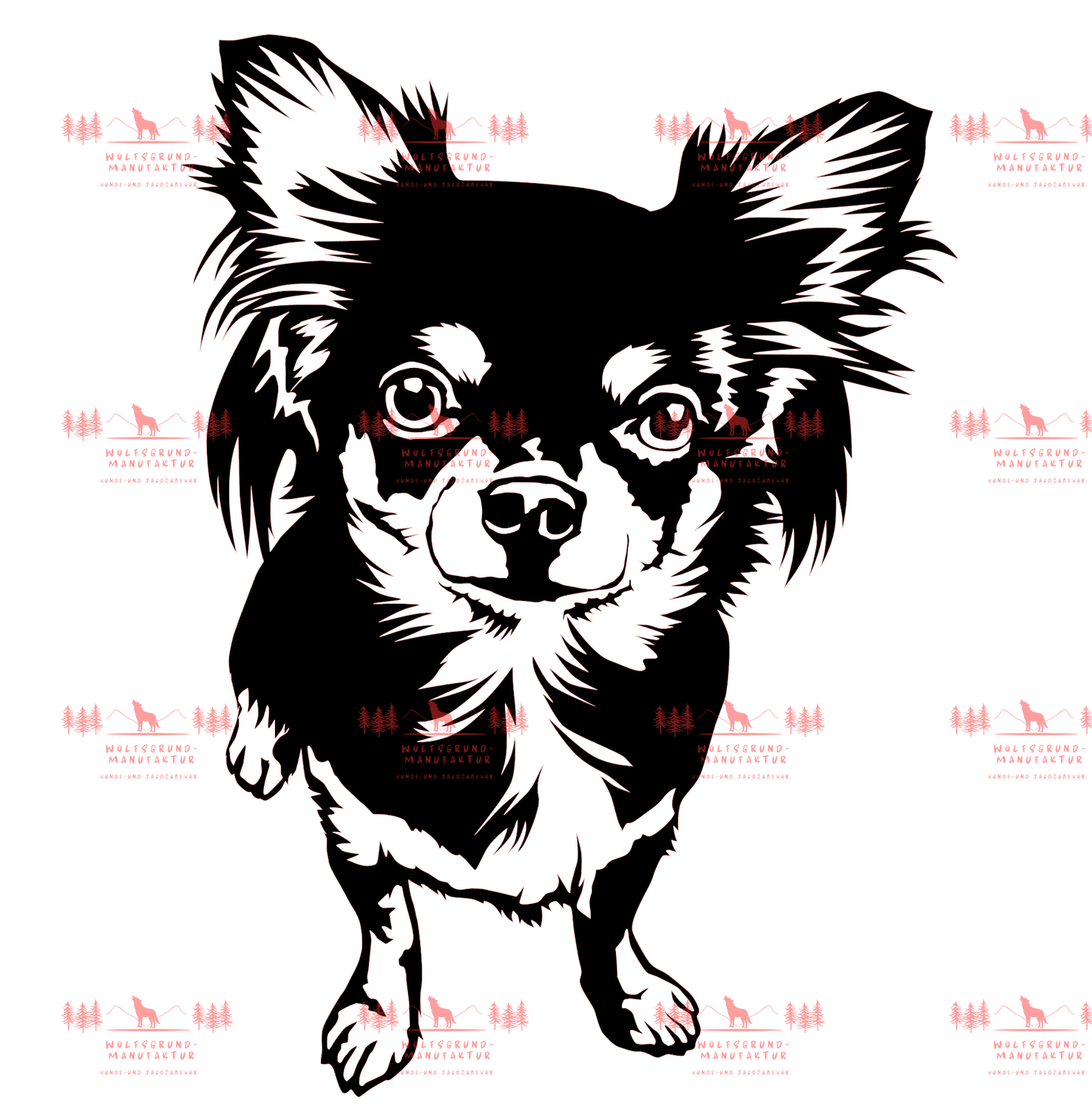 Chihuahua 5