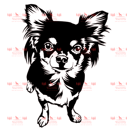 Chihuahua 5
