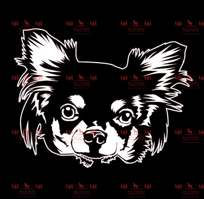 Chihuahua 6